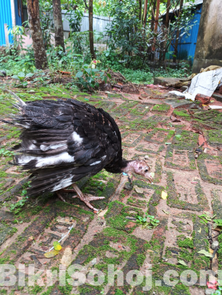 টার্কি মুরগীর বাচ্চা